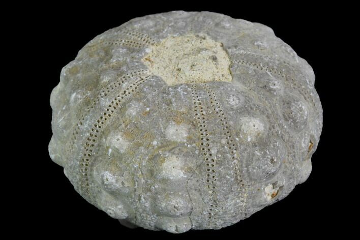 Detailed Nenoticidaris Fossil Urchin - Morocco #90400